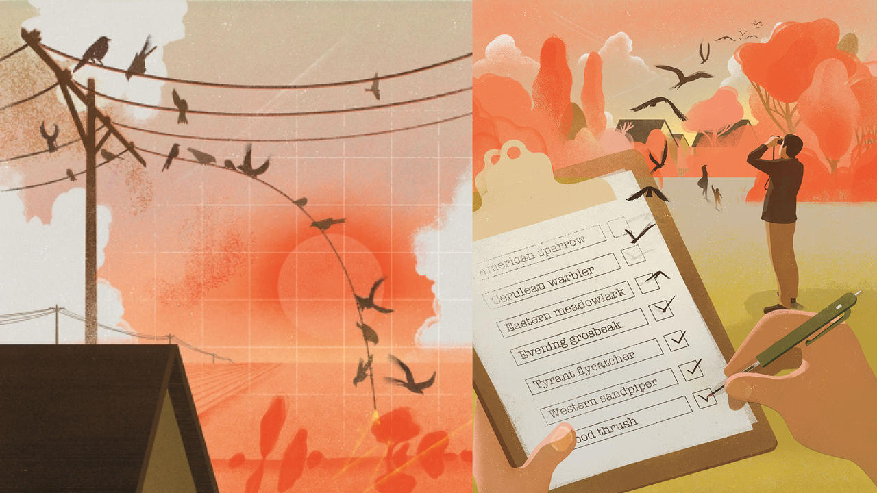 birds illustration