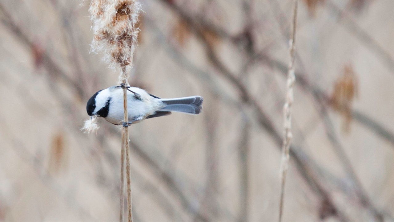 A chickadee in a tree on campus