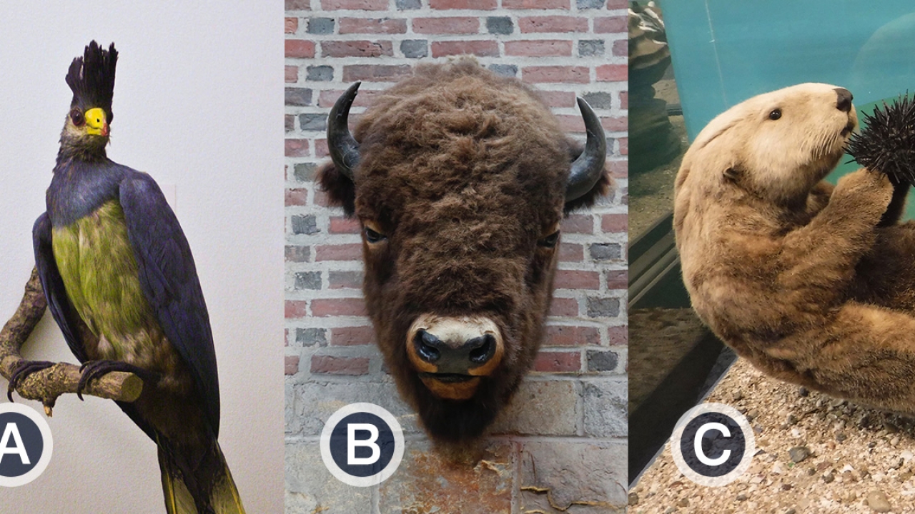 Tight shots of a bird, bison and otter with the letters A, B and C, respectively.