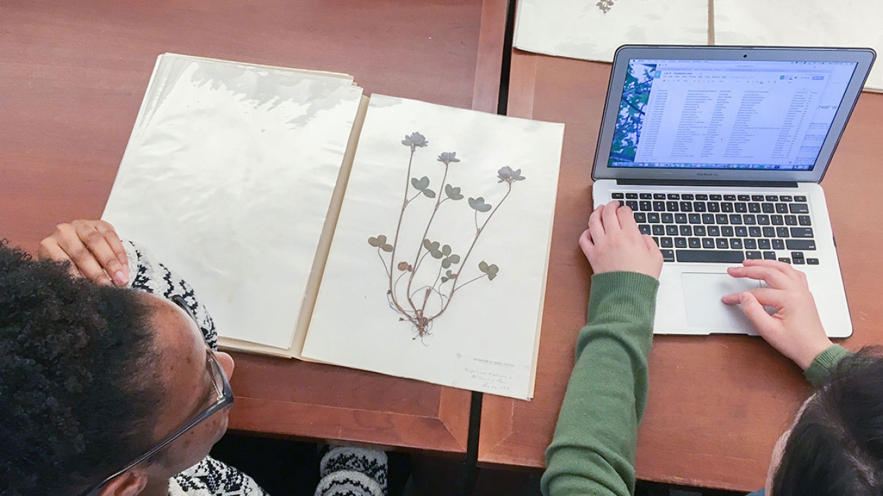 students study plants from Wellesley's herbarium in the archives