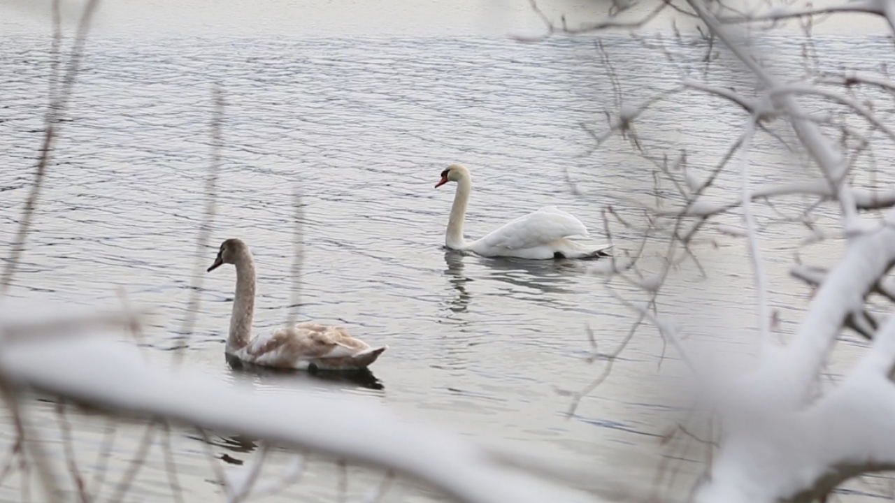 Two swans glide across Lake Waban