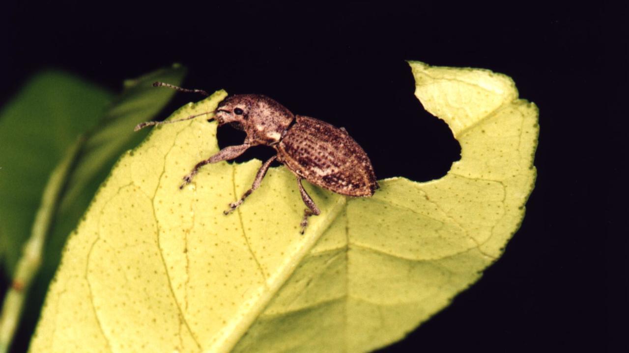 A Naupactus cervinus weevil is seen eating a leaf.