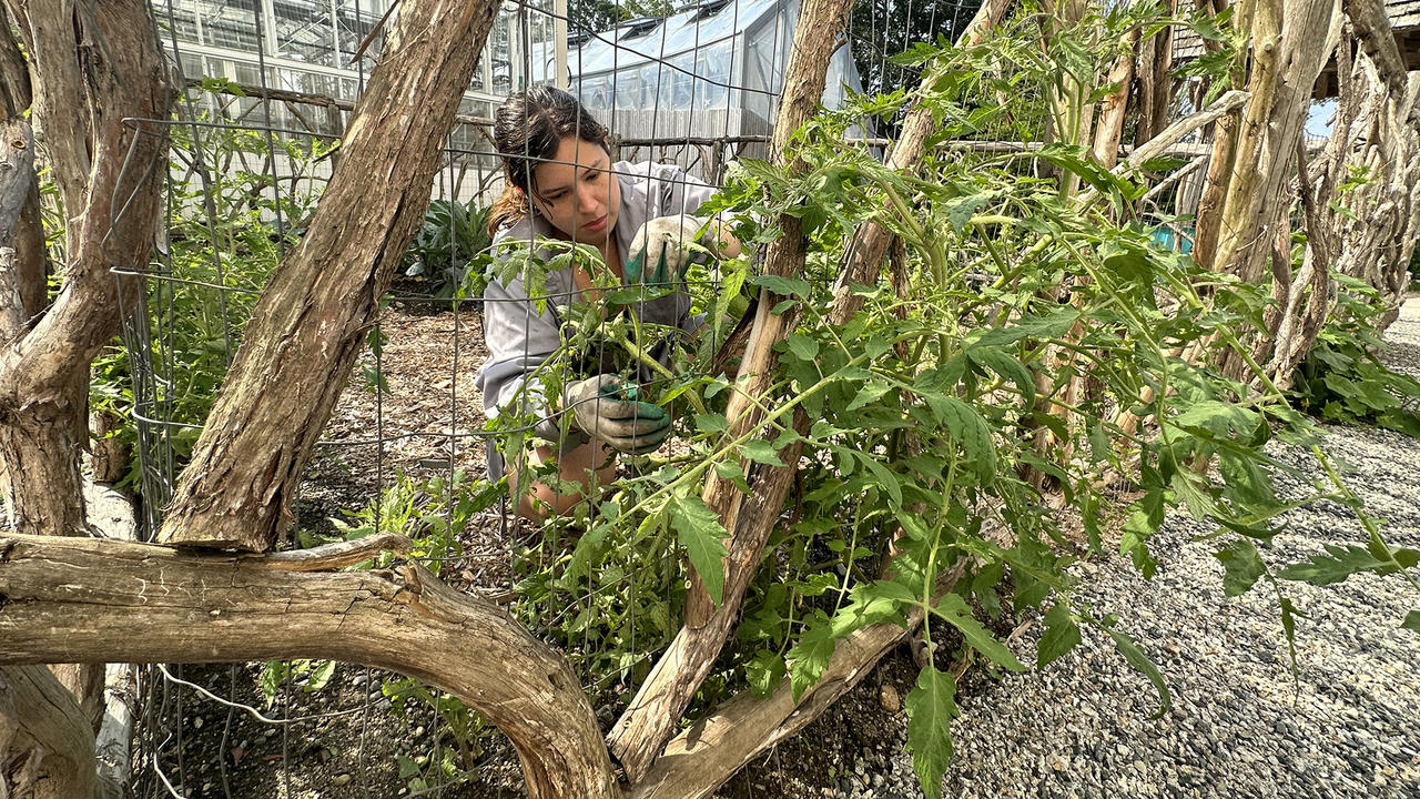 Lilia Bickson ’25 trellises tomatoes to a fence, which encourages stronger stems and helps keep bugs away from the plant.