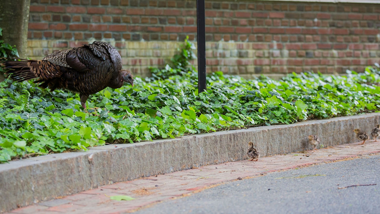 turkey and her chicks