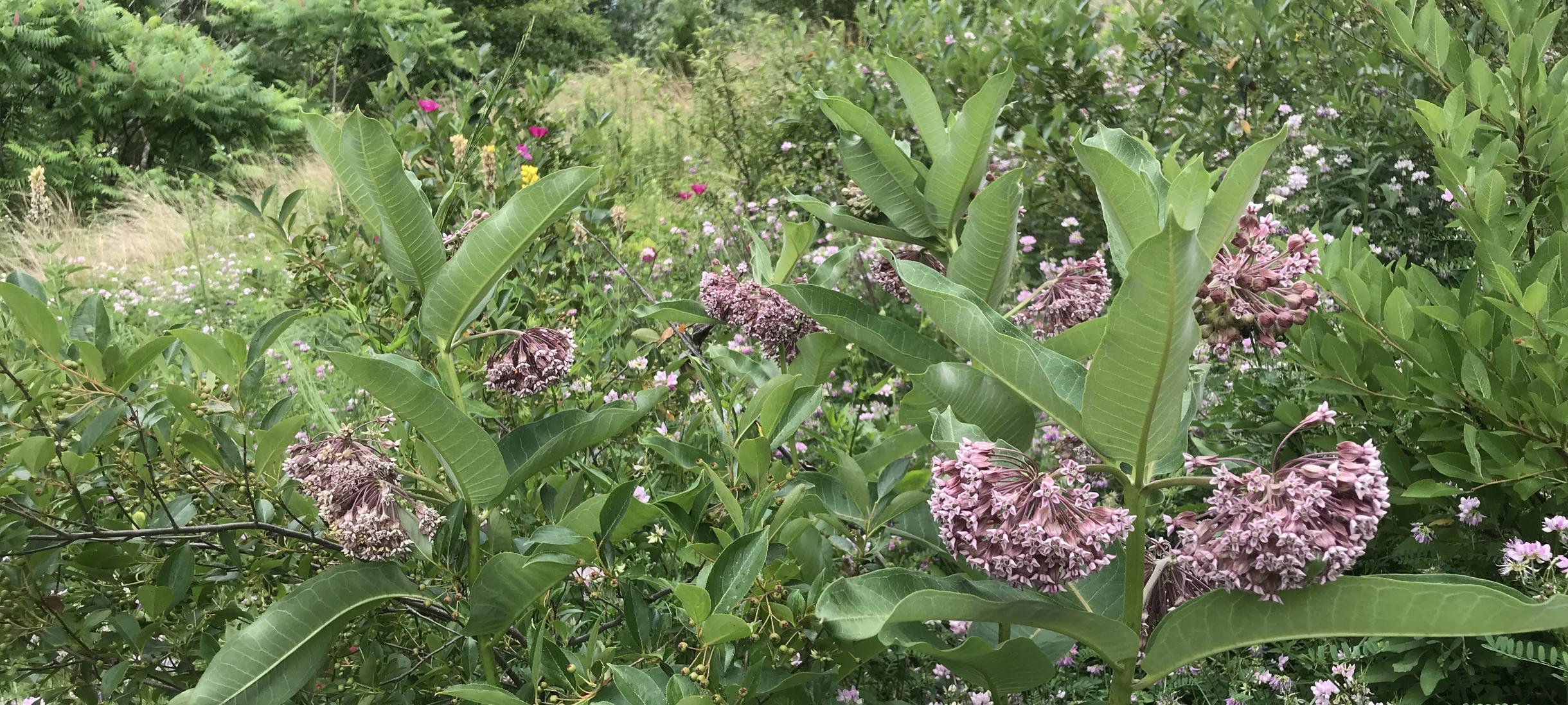 Photo of common milkweed blooming in the Edible Ecosystem