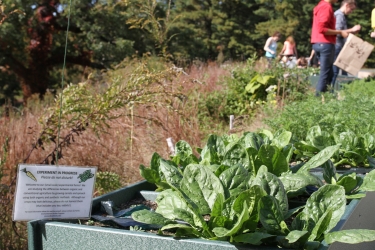 spinach plant in raised garden bed